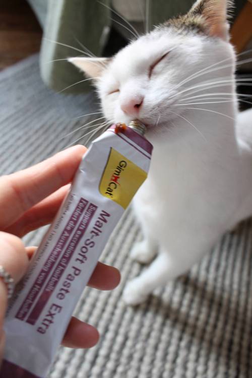 不喂化毛膏对猫咪成长会有什么影响?