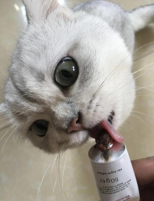 猫咪一定要吃化毛膏吗?