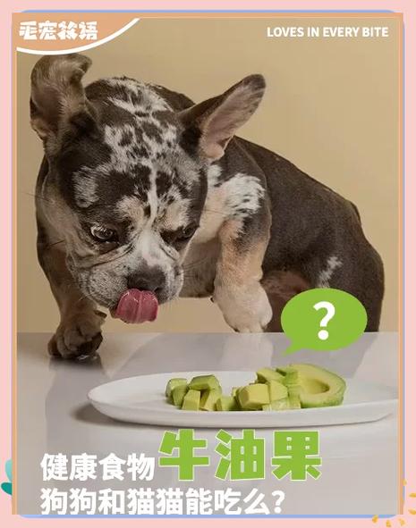 这几种水果,不适合喂狗!