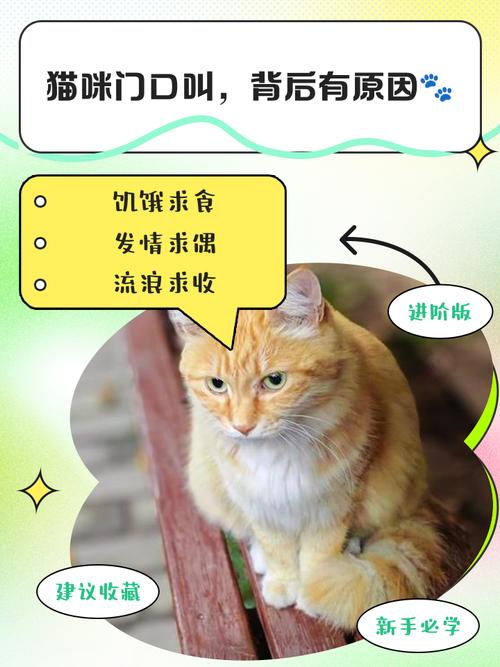 我家门口经常有猫叫怎么办?