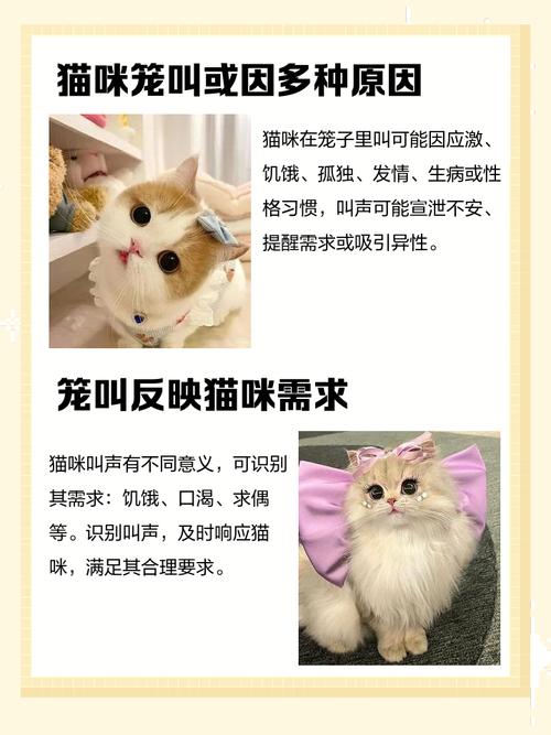 猫老是叫个不停怎么办