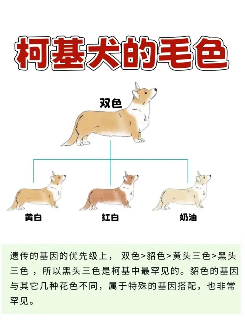 狗狗几个月毛色定型?