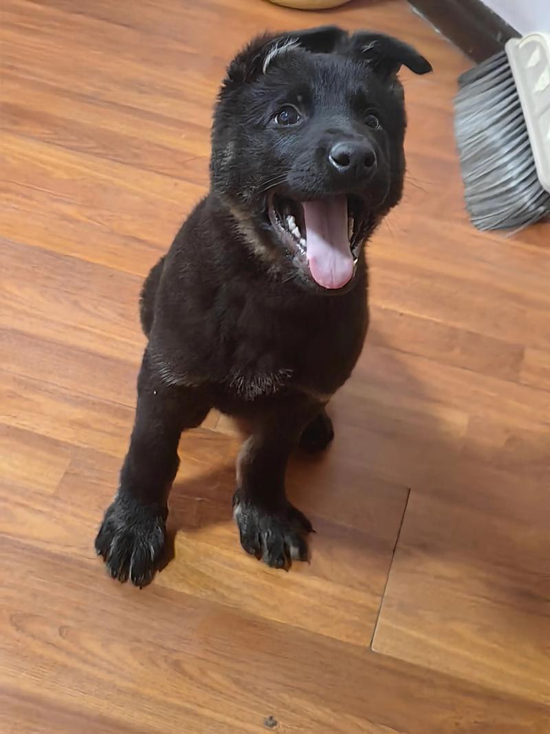 狗一般多久换一次毛