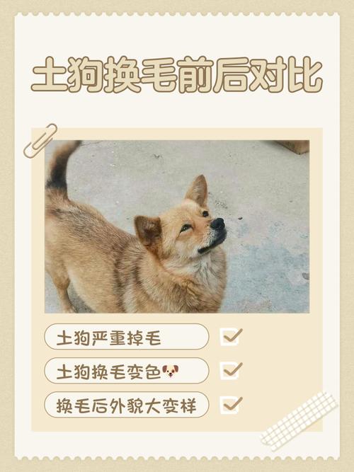 狗狗是三个月换毛的吗