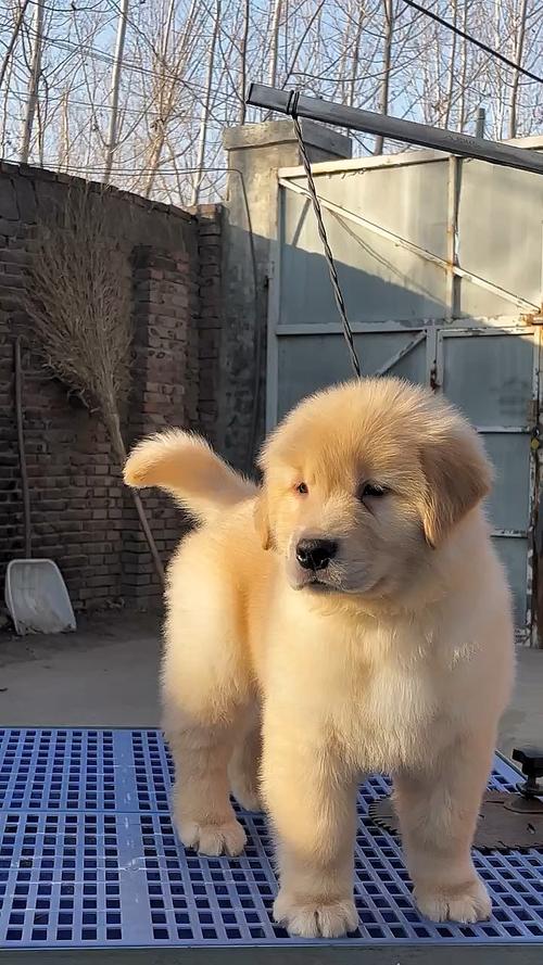 狗狗换毛需要多长时间?