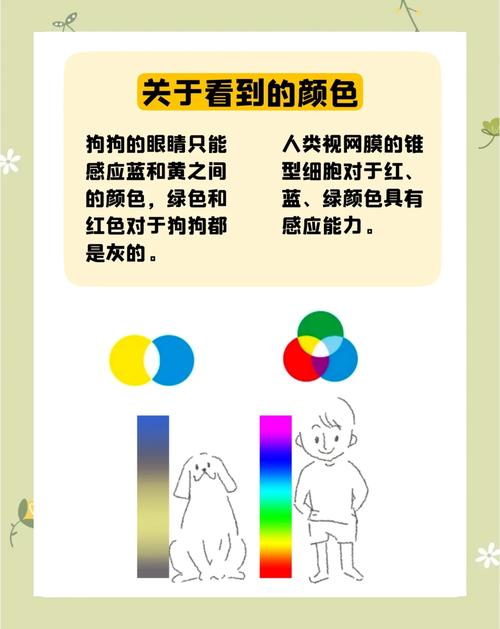 狗狗眼中最明显的颜色