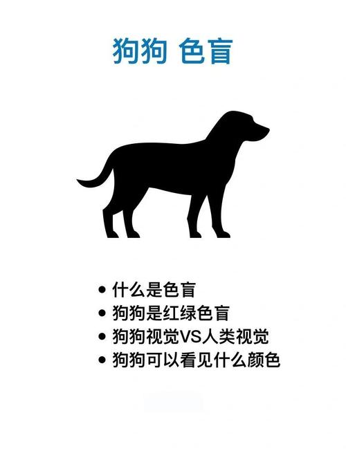 狗狗看东西是什么颜色