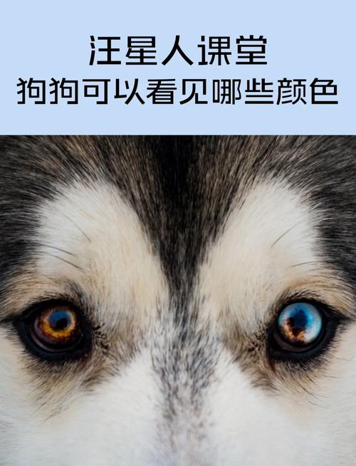 狗狗看东西有颜色的吗?