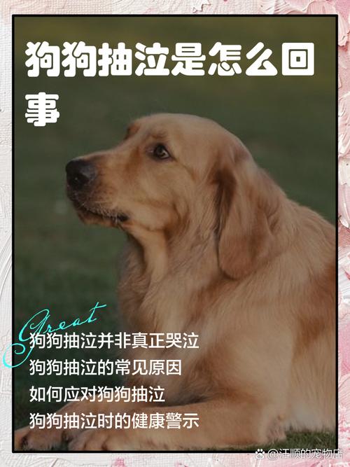 狗狗抽泣是怎么回事