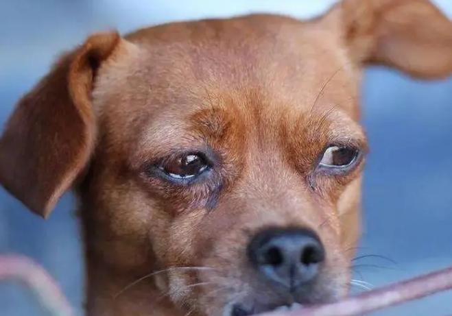 狗狗突然一抽一抽像哭似的