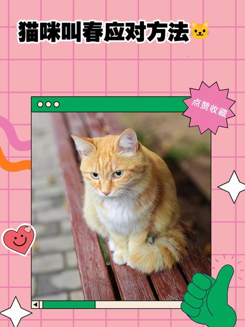 ...野猫大叫像婴儿哭声,猫咪叫春好难听怎么办??