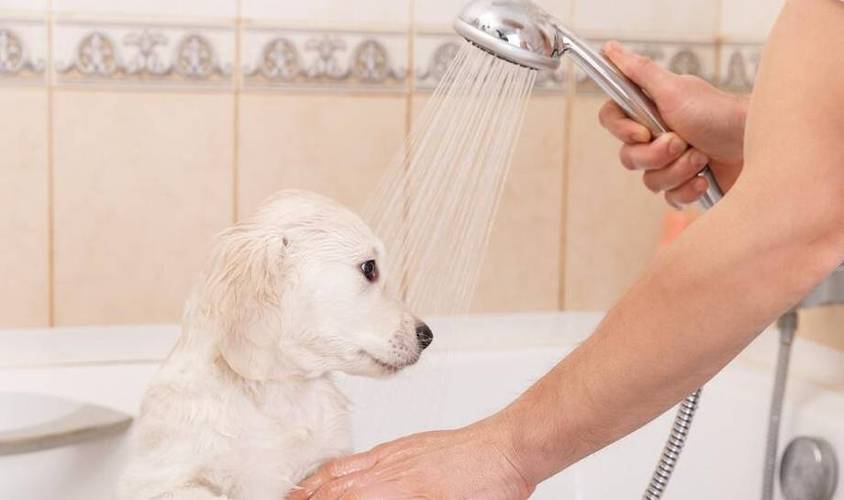 狗狗怀孕能洗澡吗