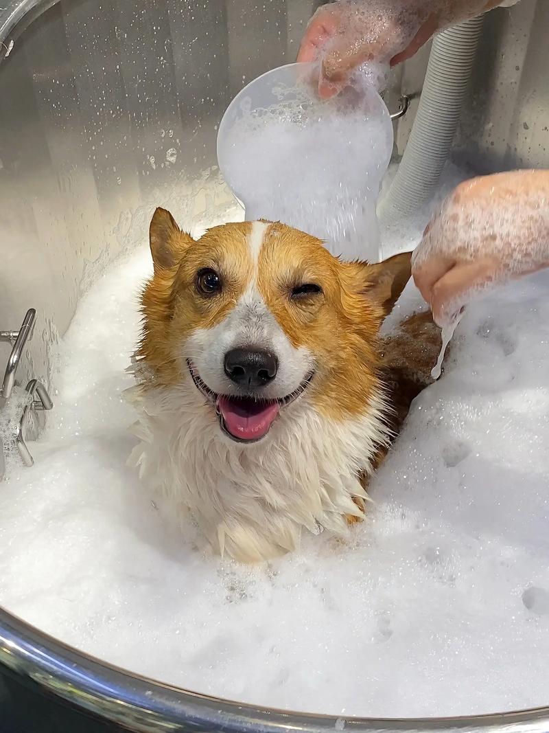 狗狗怀孕可以洗澡吗