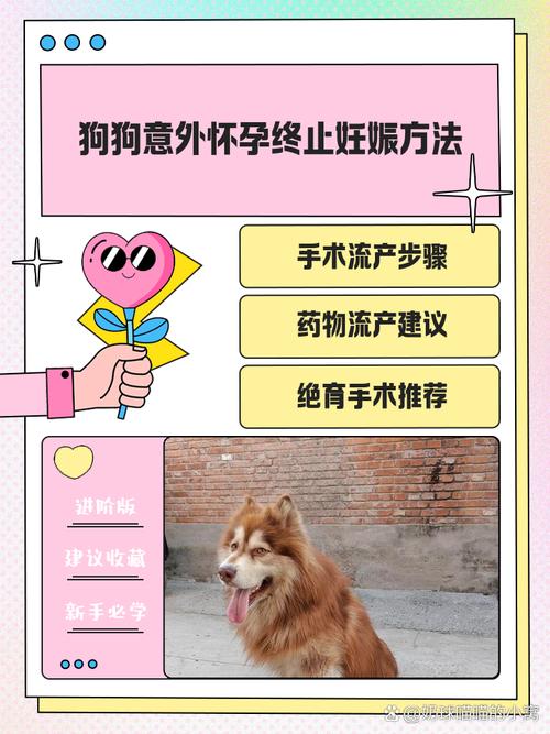 狗狗意外怀孕,不想要小狗怎么办?