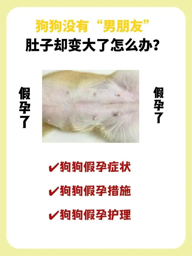 狗狗怀孕了不怎么吃东西,食量很小不知怎么办。