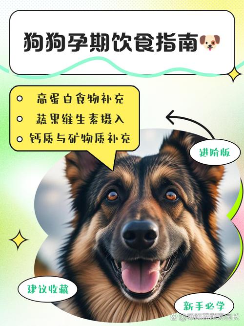 狗狗意外怀孕不想要怎么办