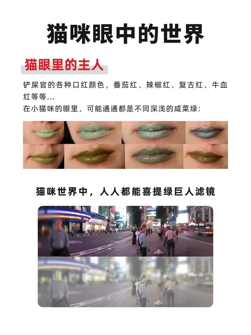 猫咪眼中的世界是什么样的