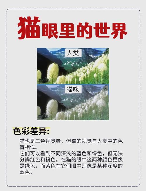 猫咪是色盲吗,猫咪眼睛看到的是什么颜色?