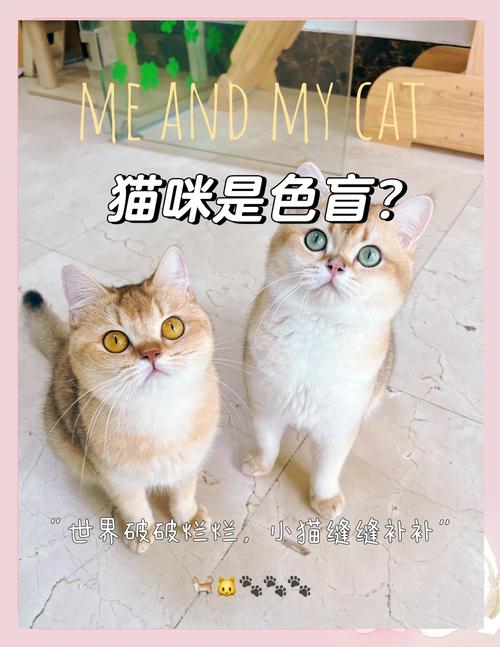 猫咪眼中的世界是什么样?