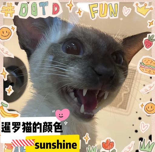 猫咪眼中的世界是什么颜色