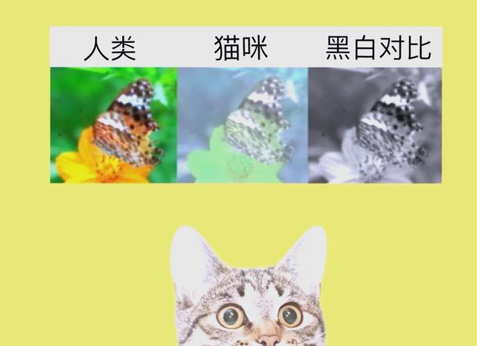 猫眼中的世界是什么颜色的
