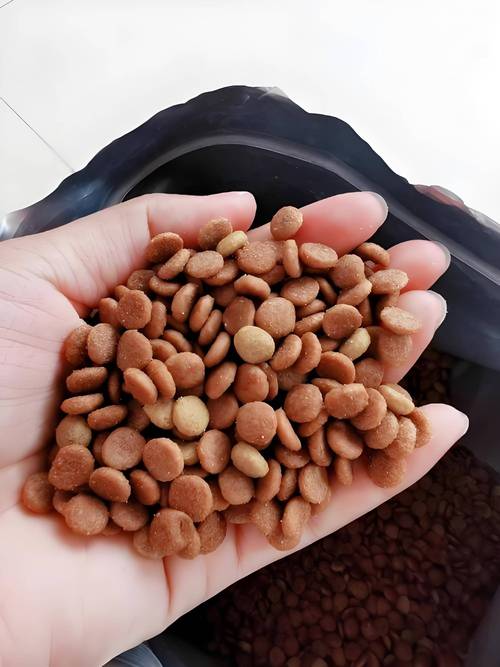 加菲猫吃什么牌子的猫粮好?