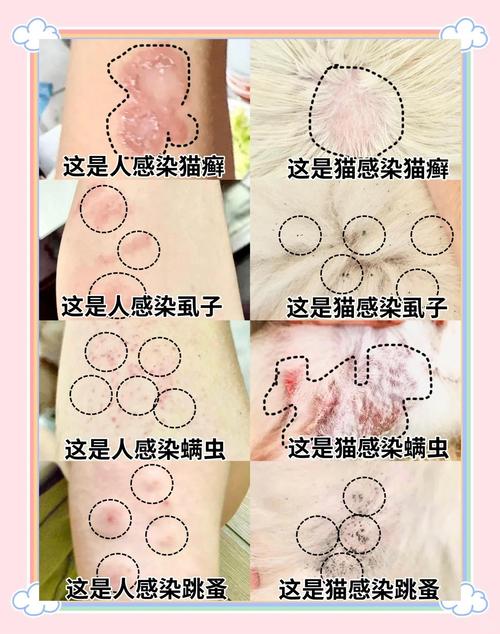 爪爪博士:猫咪身上有没有寄生虫?具体会有哪些表现?