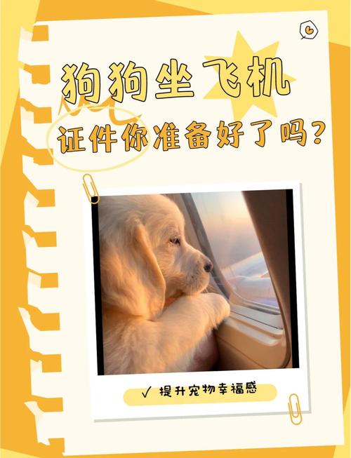 坐飞机可以带宠物狗吗