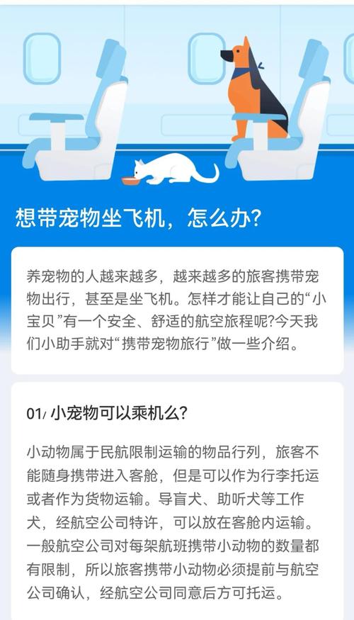 狗狗带去三亚市旅游(带狗去三亚坐飞机)