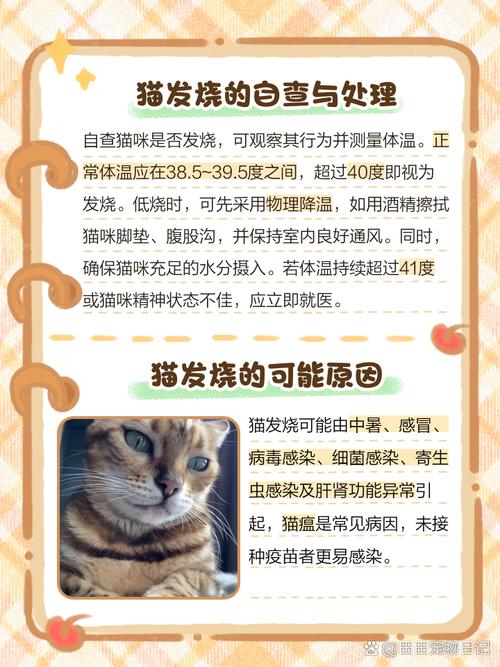 猫发烧40度怎么办