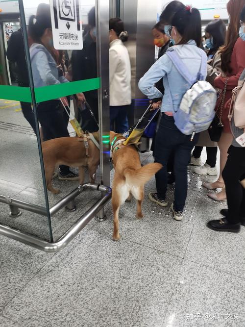 为什么狗狗不能坐地铁