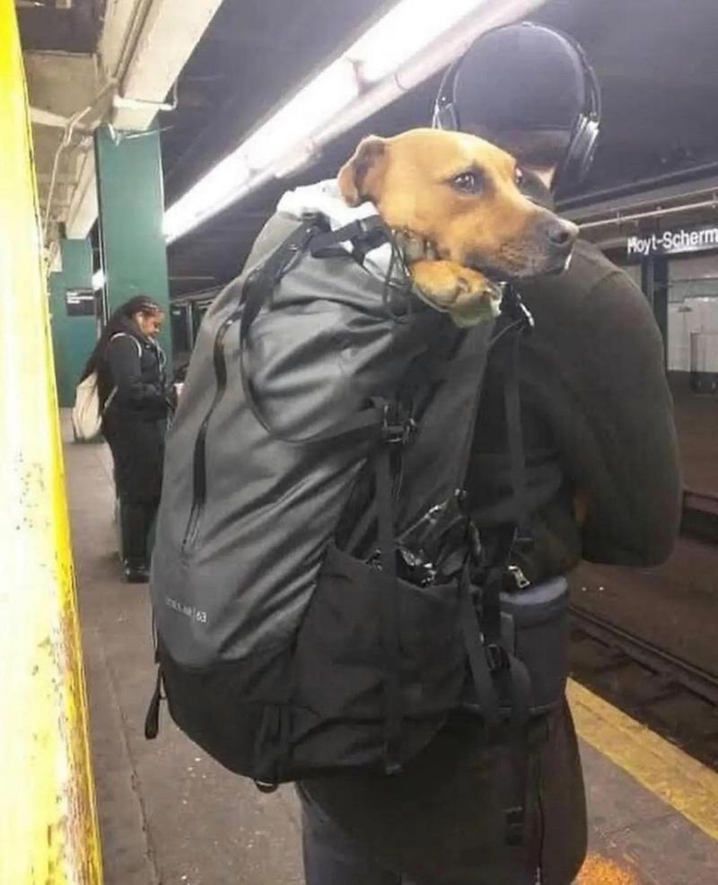 狗狗装进宠物包可以上地铁吗
