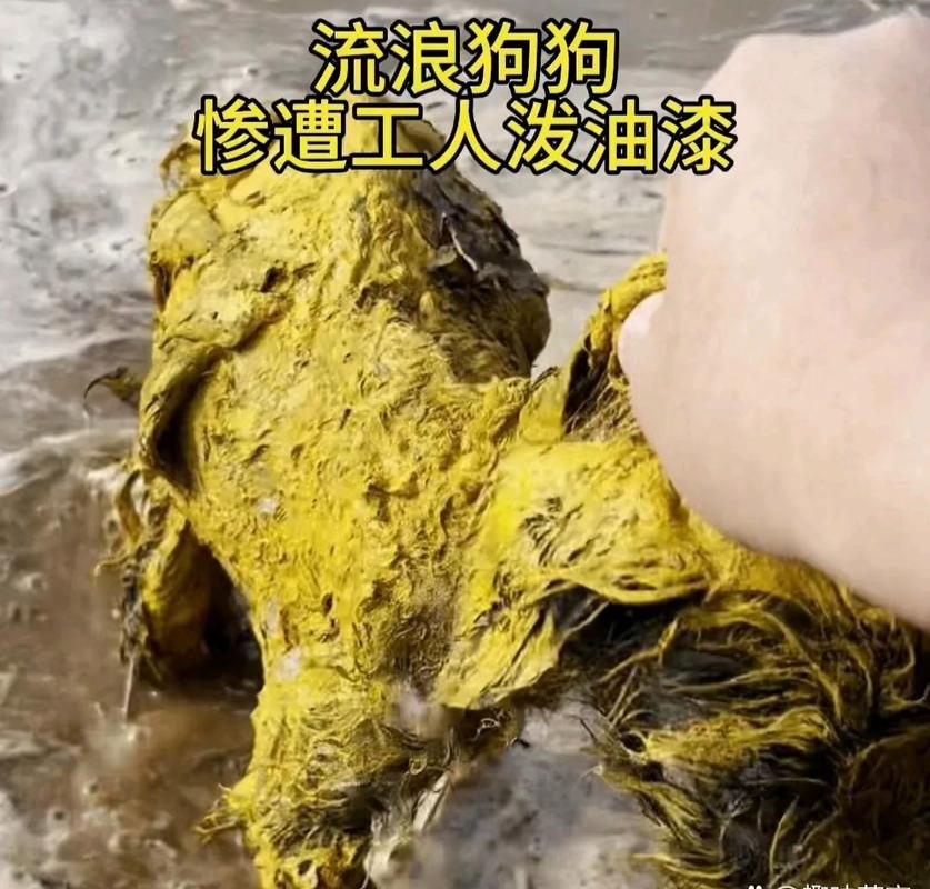 狗狗舔了油漆会中毒吗