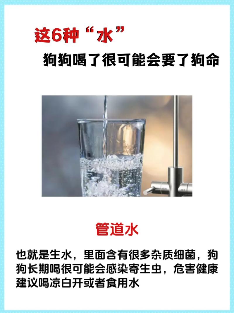 狗狗吃了水泥会中毒身亡吗