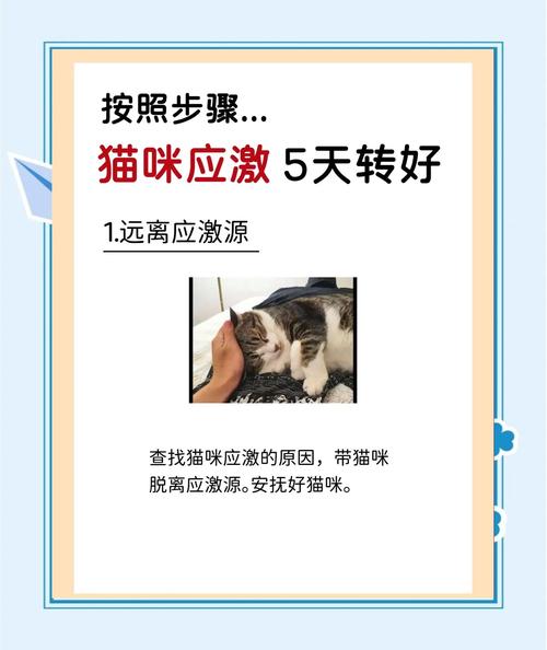 猫应激反应持续多久?