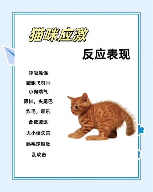 猫咪应激反应多久会好