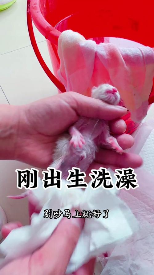 猫怀孕一个月能洗澡吗
