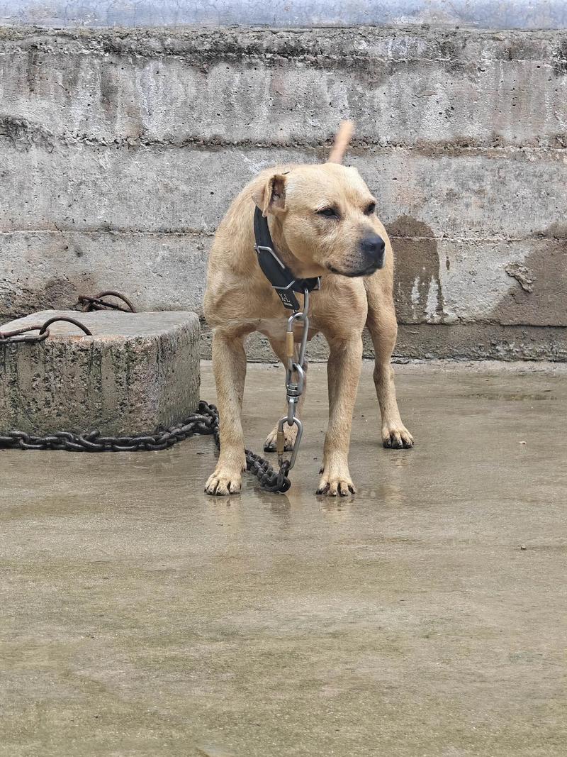 狗狗焦虫病是一种什么病?