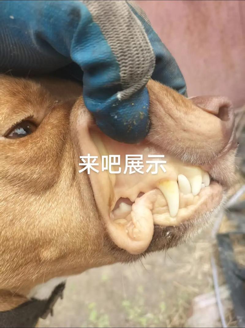 狗狗焦虫病什么时候能好转?