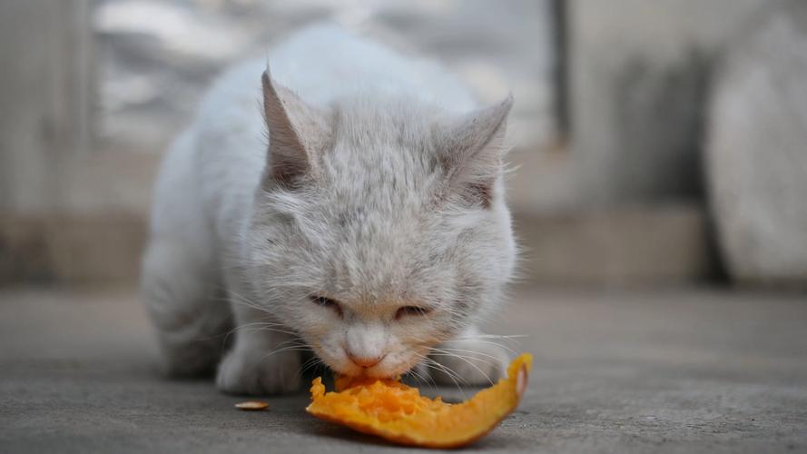 猫能吃地瓜吗蒸熟的