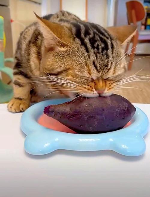 猫吃地瓜会怎样,猫吃地瓜的后果