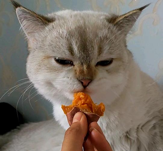 猫产后能不能吃地瓜
