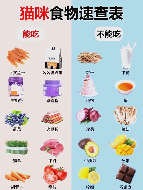 宠物猫吃什么食物除了猫粮?