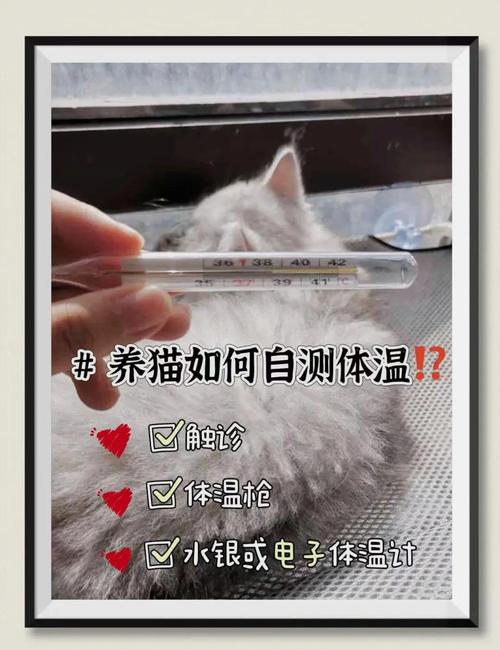 怎么给猫测体温