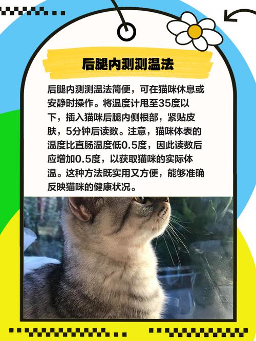 猫咪量体温用什么
