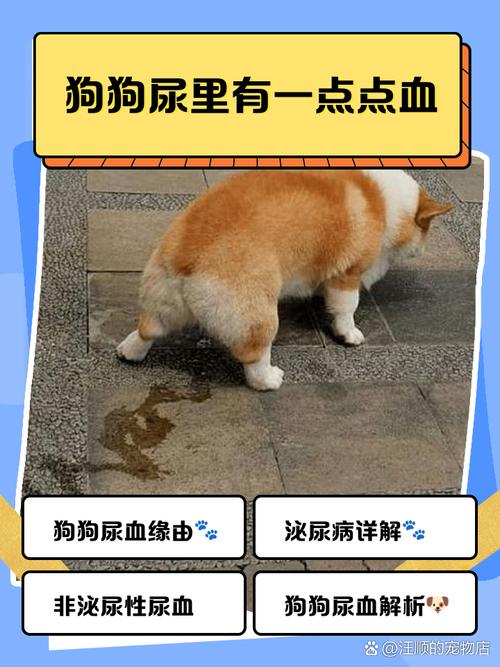 狗狗产后尿里有血怎么回事