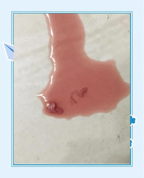 狗狗拉尿有血怎么回事