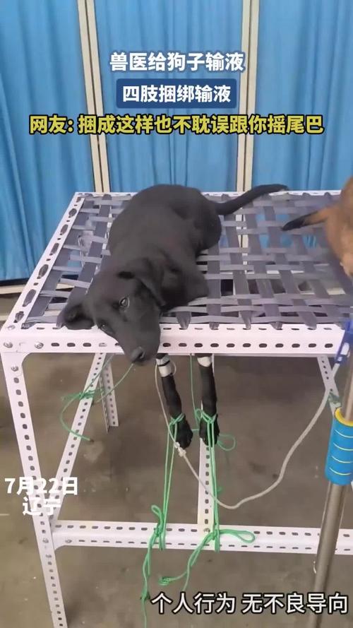 狗狗吊瓶怎么打