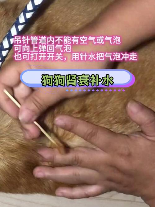 求兽医教一下,怎么给狗狗输液,或者找血管