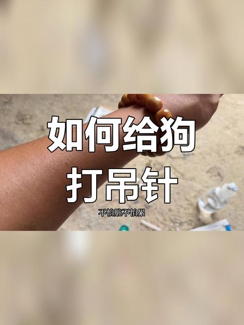 狗狗输液怎么输(狗狗感冒输液治疗配方)